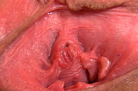 Gape My Pussy Ccbill Form s2